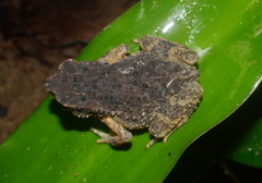 Ingerophrynus parvus