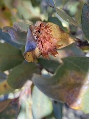 Cynips quercusechinus