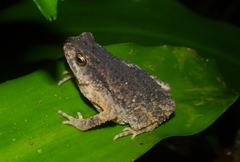 Ingerophrynus parvus