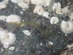 Phyllodocidae