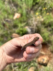 Pachydactylus capensis