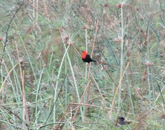 Amblyramphus holosericeus