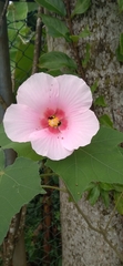 Hibiscus mutabilis