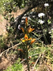 Chloraea chrysantha