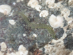 Phyllodocidae