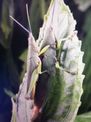 Atractomorpha sinensis