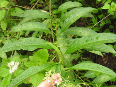 Solanum laxum