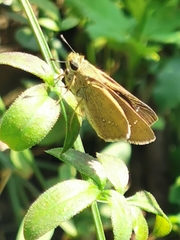 Parnara guttata batta