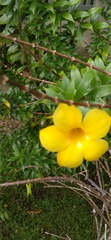 Allamanda schottii