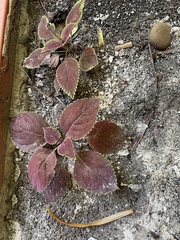 Coleus scutellarioides