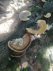 Trametes ochracea