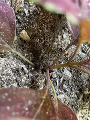 Coleus scutellarioides