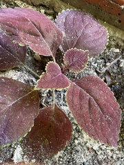 Coleus scutellarioides