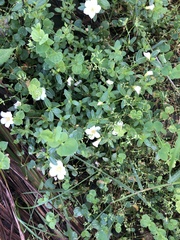 Talinum fruticosum