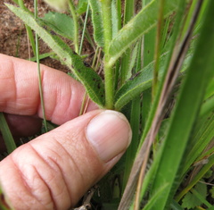 Asclepias cultriformis