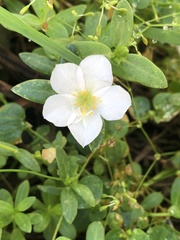 Talinum fruticosum