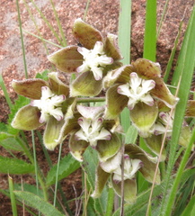 Asclepias cultriformis
