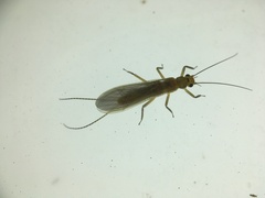 Plecoptera
