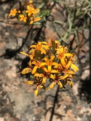 Quinchamalium chilense