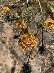 Quinchamalium chilense