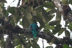 Pharomachrus auriceps