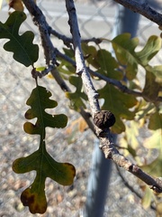 Disholcaspis eldoradensis