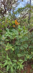 Palicourea rigida