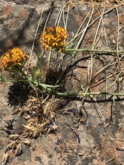 Quinchamalium chilense