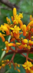 Palicourea rigida