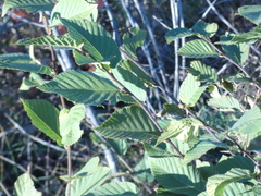 Ostrya carpinifolia