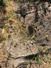 Quinchamalium chilense