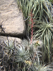 Puya coerulea