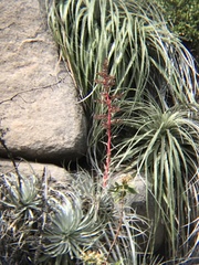 Puya coerulea