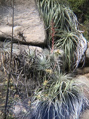 Puya coerulea