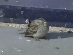 Zonotrichia albicollis