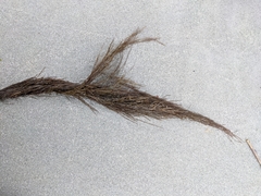 Desmarestia aculeata