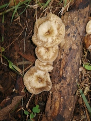 Lentinus