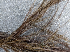 Desmarestia aculeata