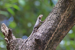 Calotes versicolor