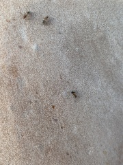 Liometopum occidentale