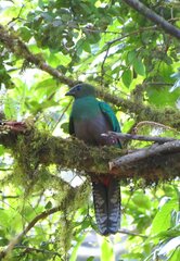 Pharomachrus mocinno