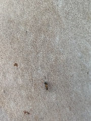 Liometopum occidentale