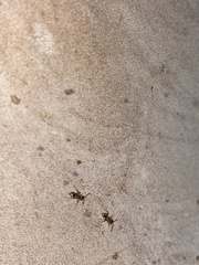 Liometopum occidentale