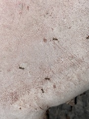 Liometopum occidentale