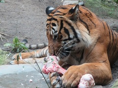 Panthera tigris
