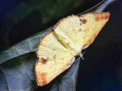 Corymica arnearia