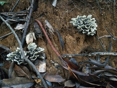 Thelephora ganbajun