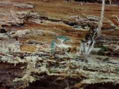 Trichoderma