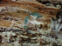 Trichoderma