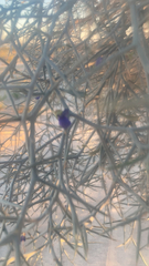 Psorothamnus schottii